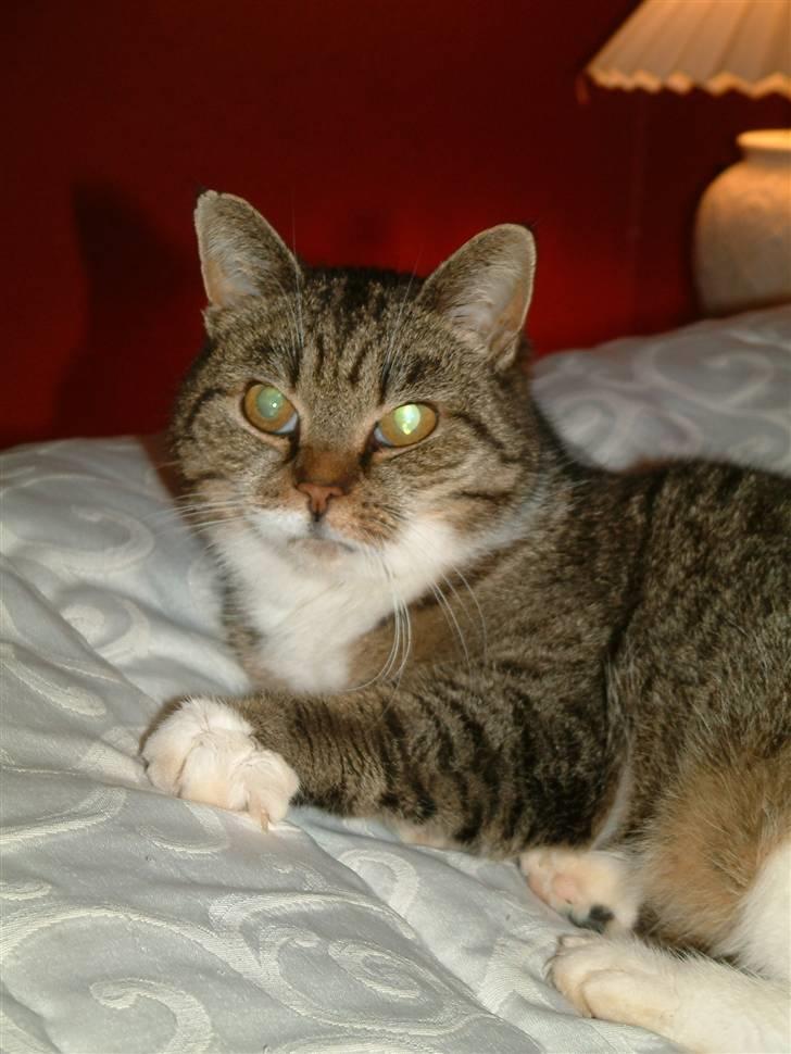 Huskat Mulimis <3 Hvil i fred <3 billede 9