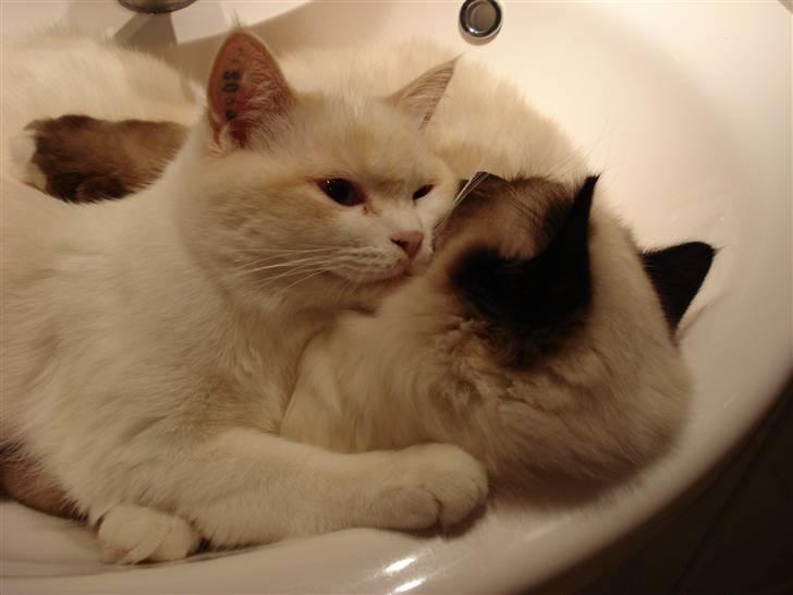 Blanding af racer Olfert billede 14