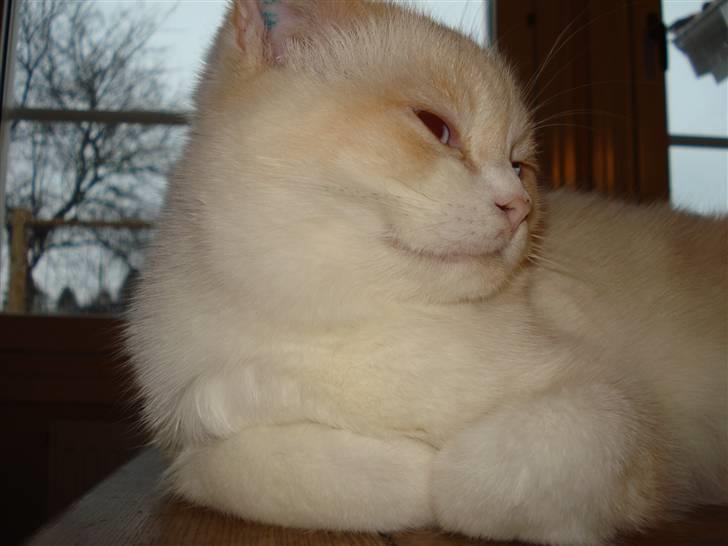 Blanding af racer Olfert billede 15