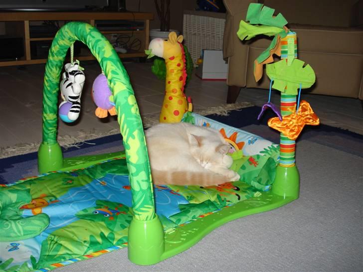 Blanding af racer Olfert billede 16