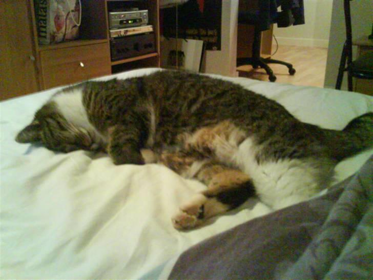 Huskat Mulimis <3 Hvil i fred <3 billede 12