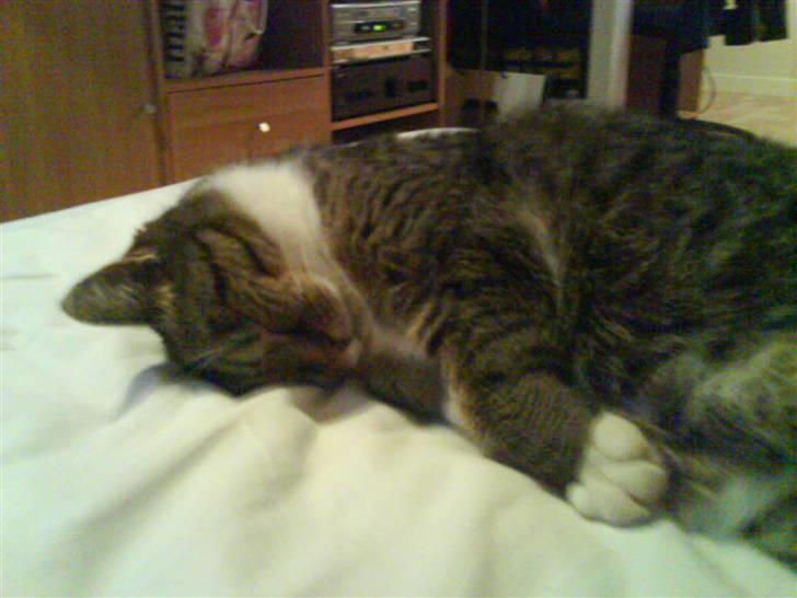 Huskat Mulimis <3 Hvil i fred <3 billede 13