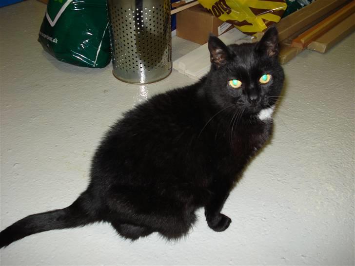 Huskat Daisy billede 6