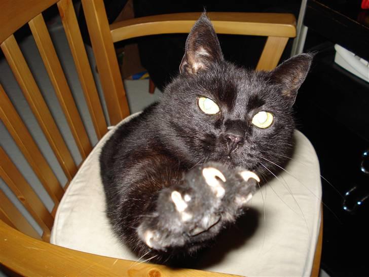 Huskat Daisy billede 7