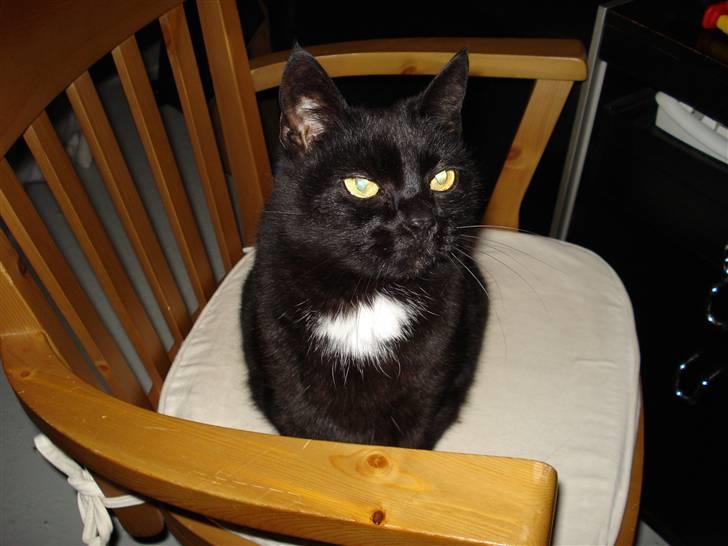 Huskat Daisy billede 8