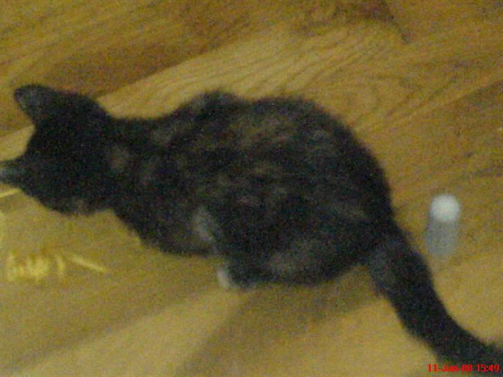 Huskat ¤*~~Fie~~*¤ billede 2