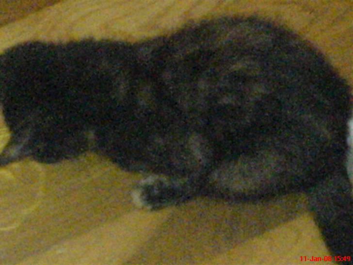 Huskat ¤*~~Fie~~*¤ billede 3