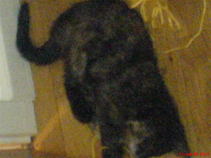 Huskat ¤*~~Fie~~*¤ billede 5