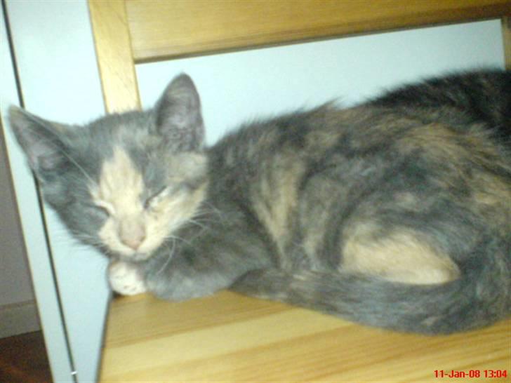 Huskat ¤*~~Feline~~*¤ billede 2