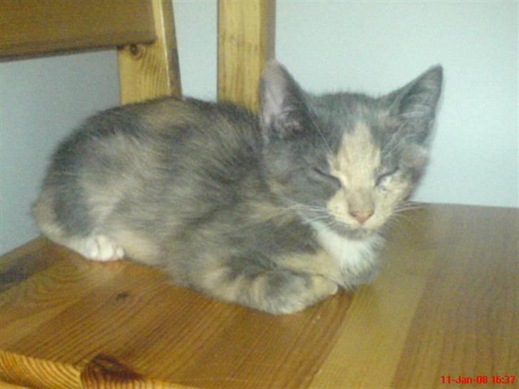 Huskat ¤*~~Feline~~*¤ billede 3