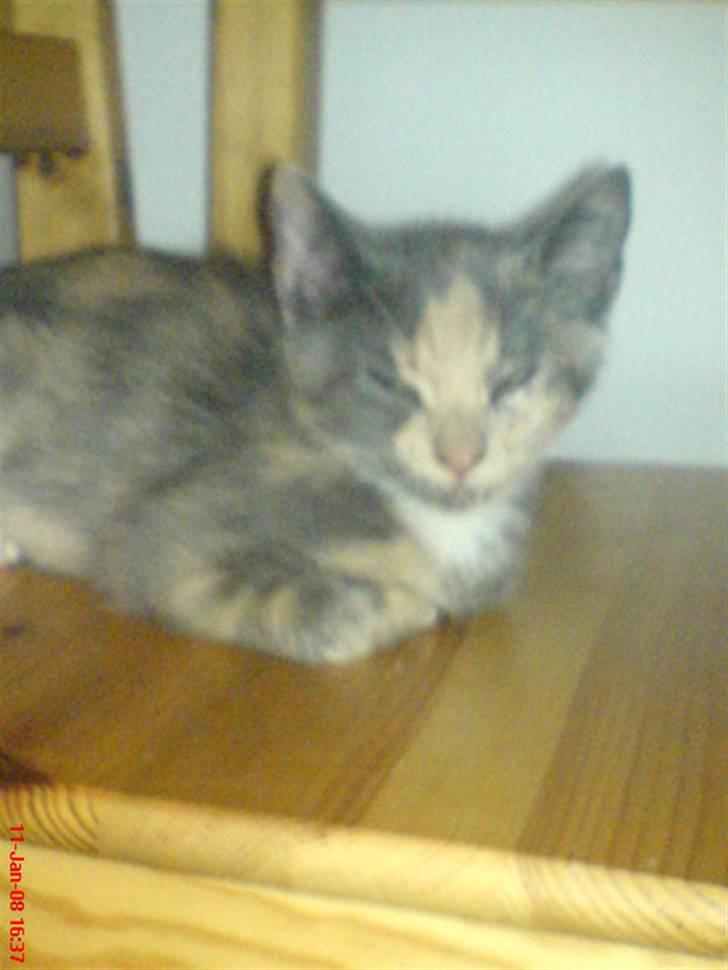 Huskat ¤*~~Feline~~*¤ billede 4