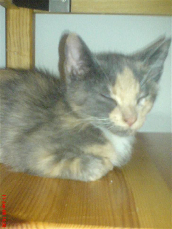 Huskat ¤*~~Feline~~*¤ billede 6