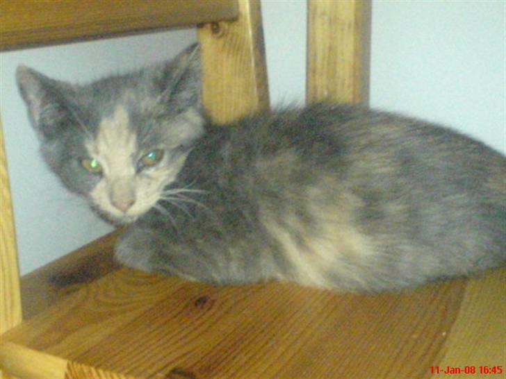 Huskat ¤*~~Feline~~*¤ billede 7