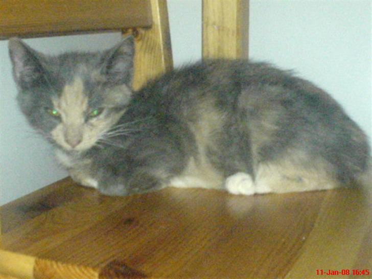 Huskat ¤*~~Feline~~*¤ billede 8