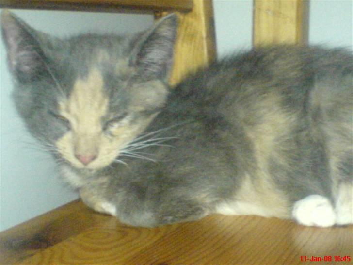 Huskat ¤*~~Feline~~*¤ billede 9