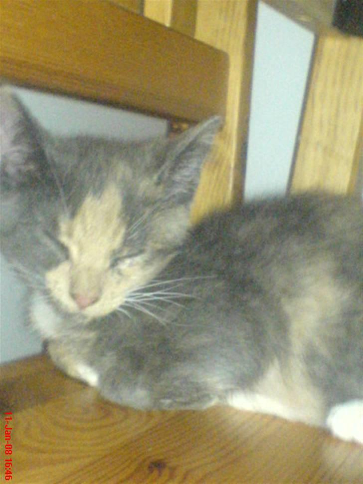 Huskat ¤*~~Feline~~*¤ billede 10