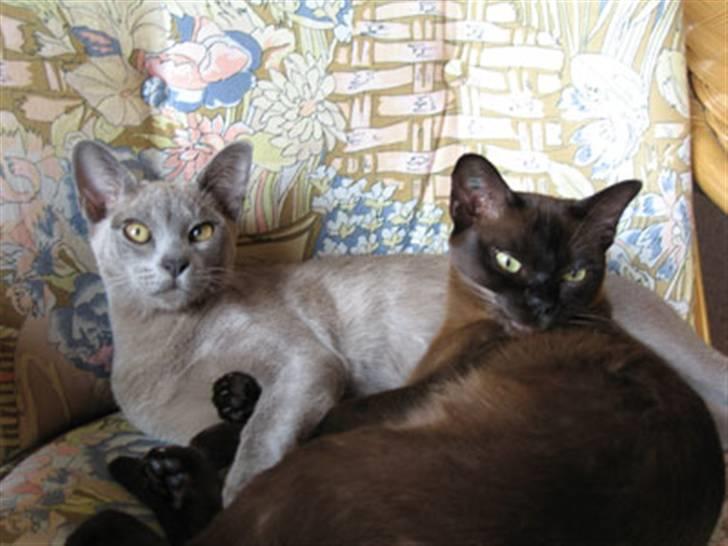 Burmeser Misti - Misti og Bianca 2006 billede 15