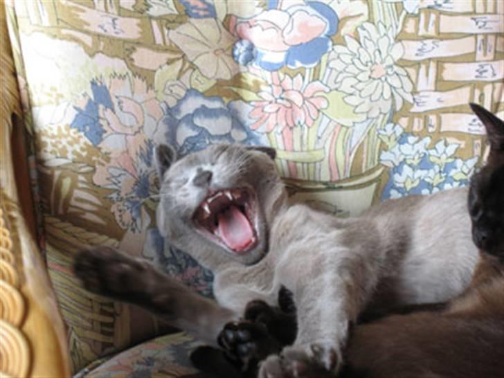 Burmeser Misti - Misti 2006, ja den var fan´me sjov eller også gaber jeg. billede 16