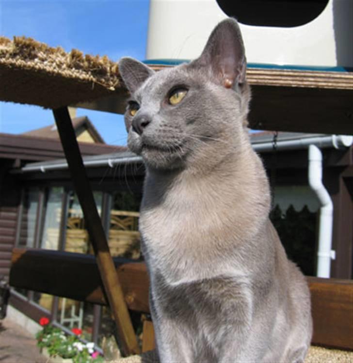 Burmeser Misti - Misti i haven 2006 billede 17