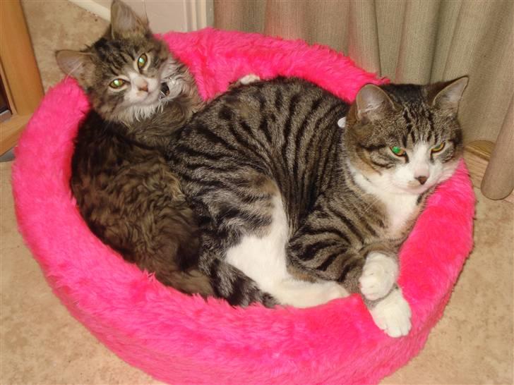 Norsk Skovkat bandit<33! billede 12