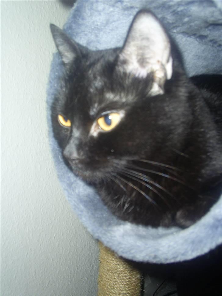 Blanding af racer Fister himmelkat - ligger og kigger på fisk... billede 13