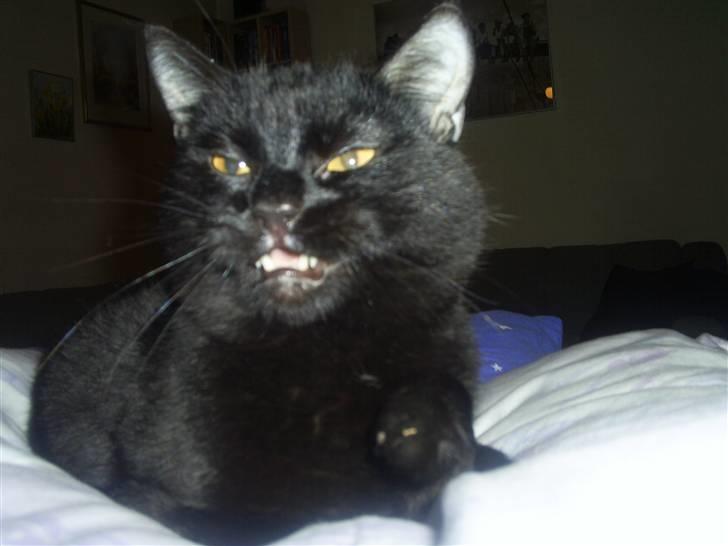 Blanding af racer Fister himmelkat - Fister har erobert alle dynerne billede 14