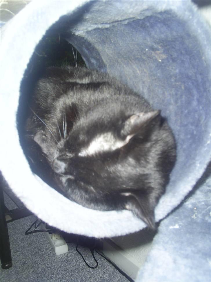 Blanding af racer Fister himmelkat - Ligger og sover i røret billede 15