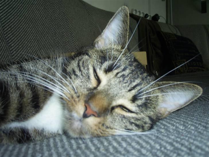 Huskat My Himmelkat ?? - Putter på sofaen mmmh billede 13