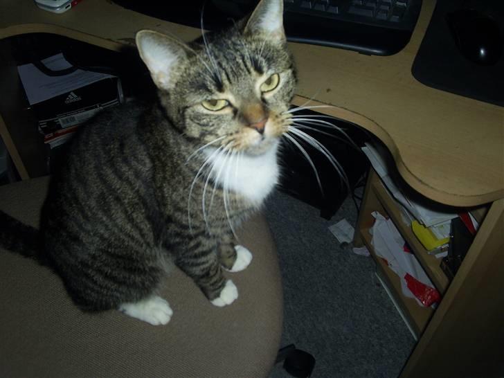 Huskat My Himmelkat ?? - Ej mor bliv nu færtig billede 14