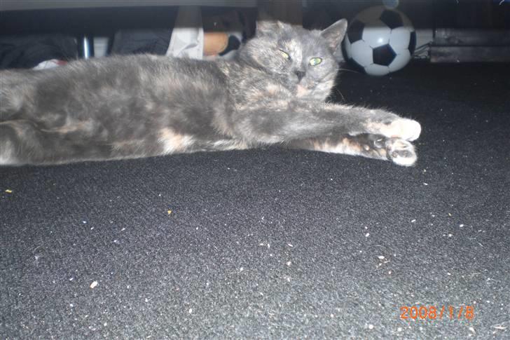 Manx Louise billede 4