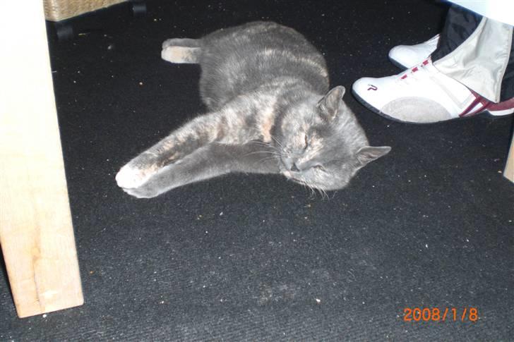 Manx Louise billede 5