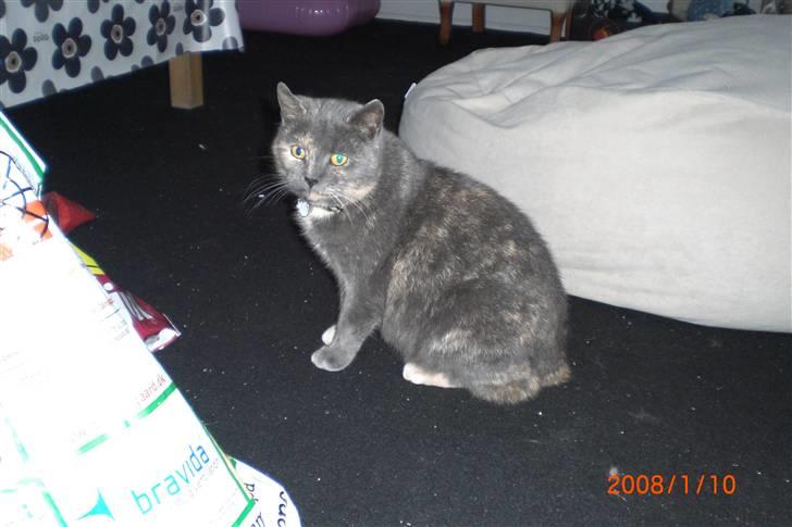 Manx Louise billede 6