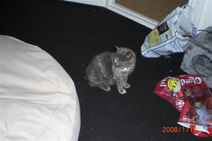 Manx Louise billede 7