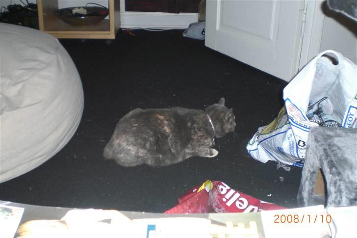 Manx Louise billede 8