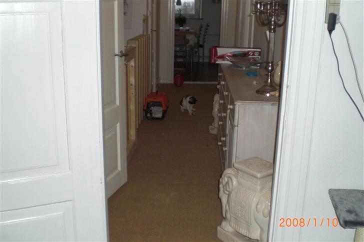 Manx Louise billede 9