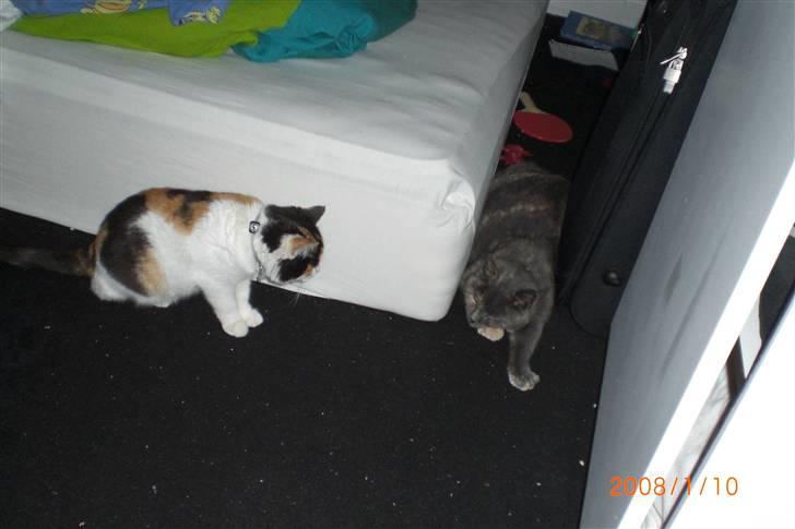 Manx Louise billede 10