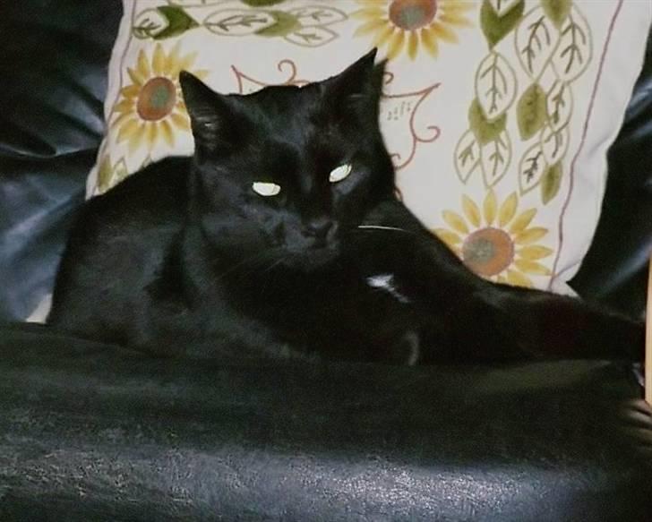 Huskat Bølle billede 7