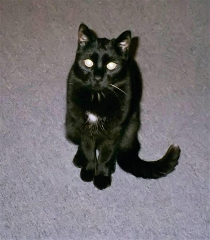 Huskat Bølle billede 8