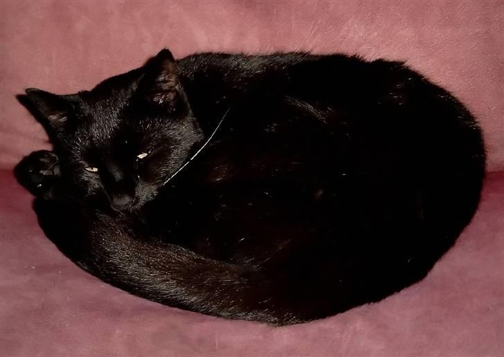 Huskat Bølle billede 9