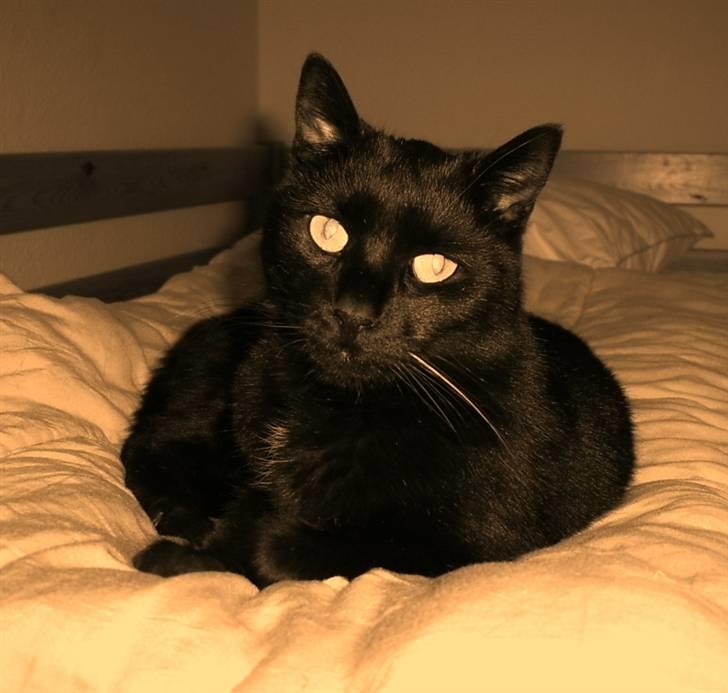 Huskat Bølle billede 10