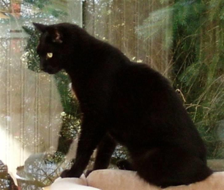 Huskat Bølle billede 11