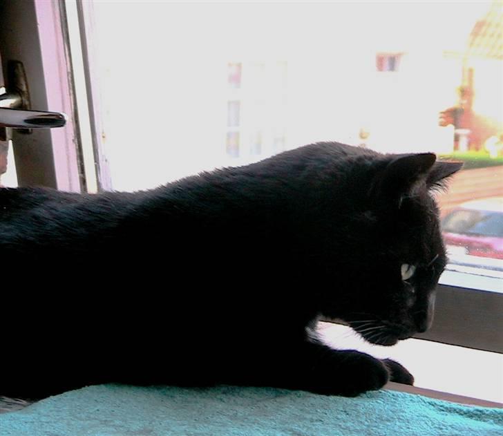 Huskat Bølle billede 12