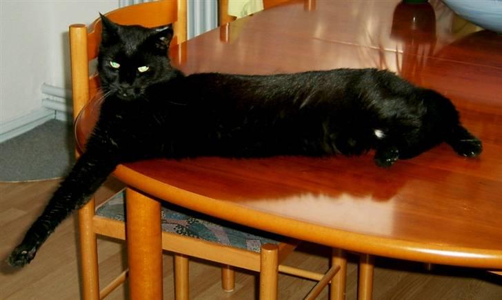 Huskat Bølle billede 13