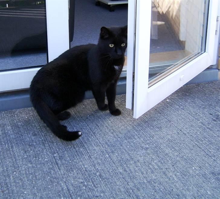 Huskat Bølle billede 14