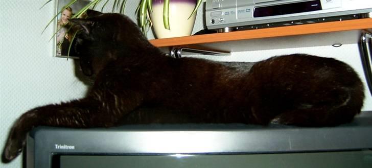 Huskat Bølle billede 15