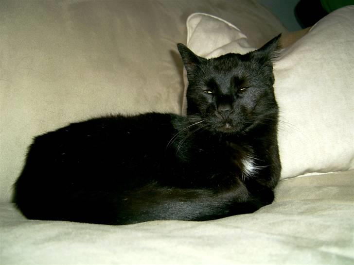 Huskat Bølle billede 16