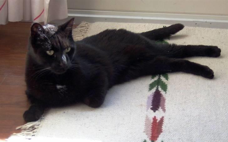 Huskat Bølle billede 17