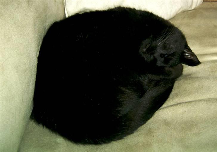 Huskat Bølle billede 18