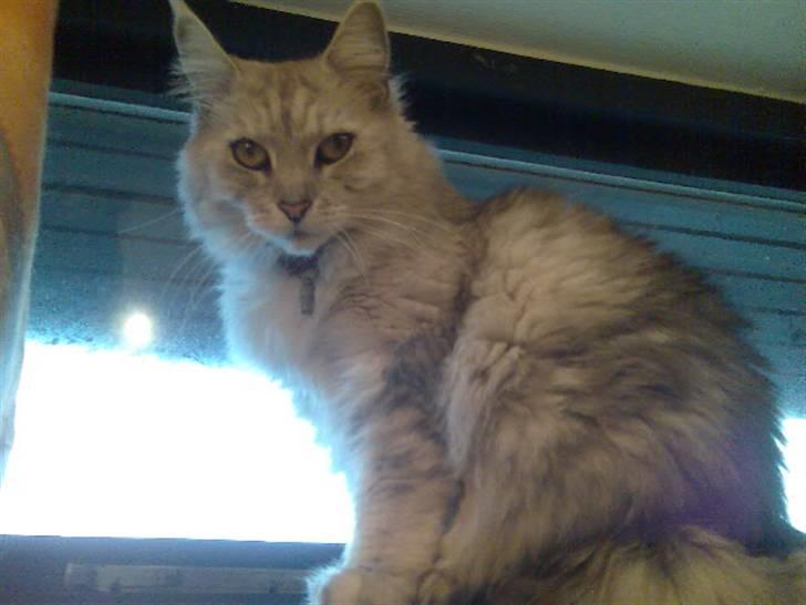 Maine Coon Twinkle  R.I.P - ja halløjsa. Nu er det mig der ser ned på dig mor. billede 14