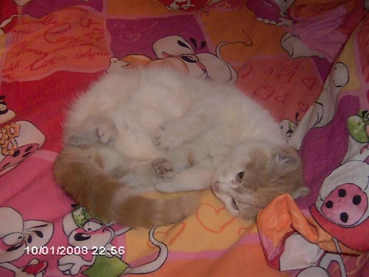 Huskat Cucci - Hej . Velkommen til min profil. ;P kig omkring. ;P billede 1